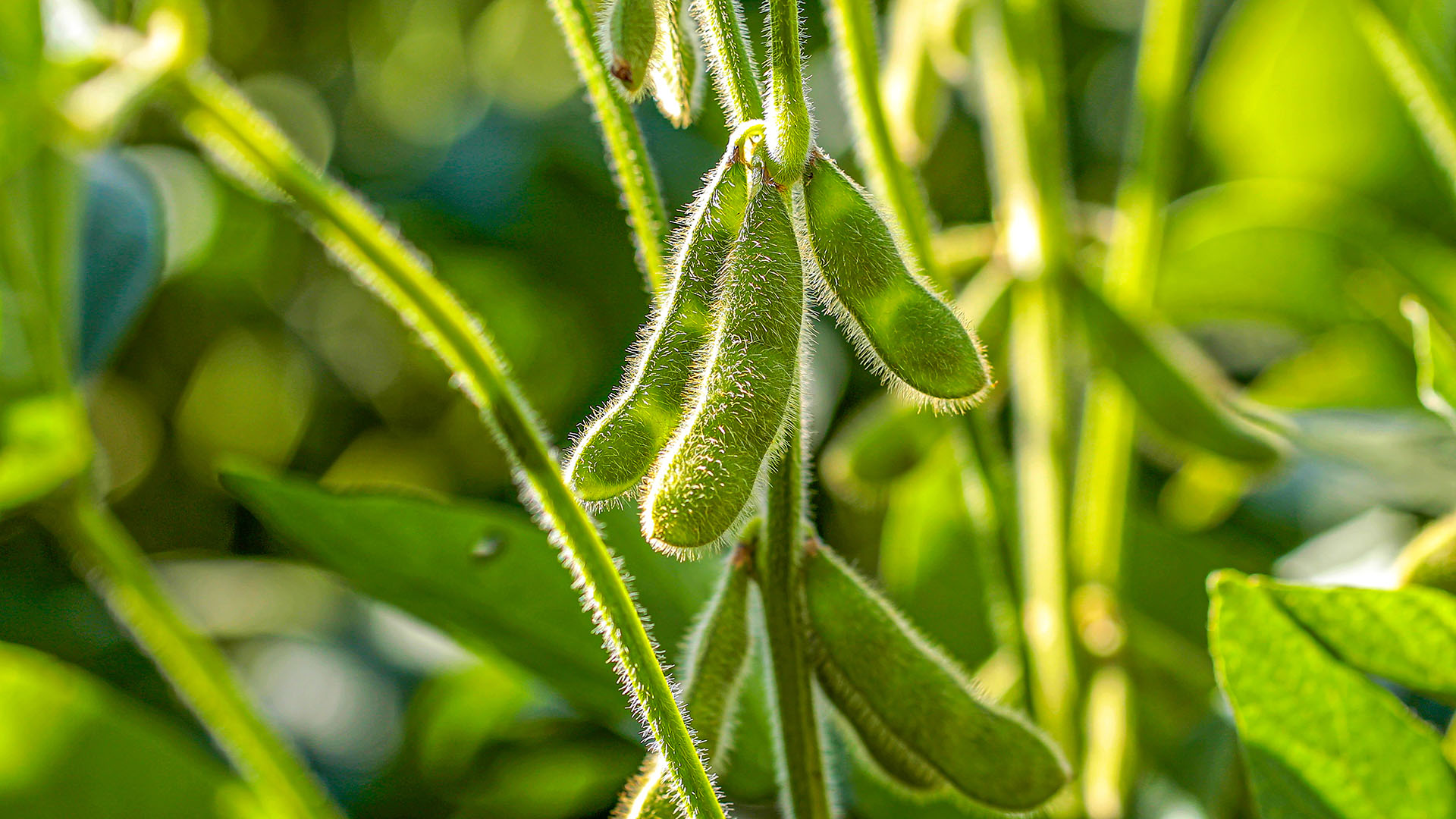 Soybeans | America's Heartland